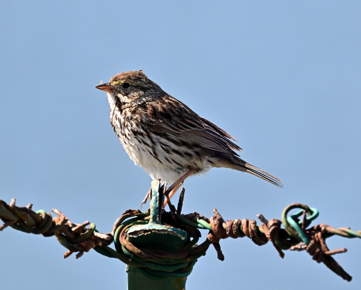 Savannah Sparrow (Belding's) - ML618187519