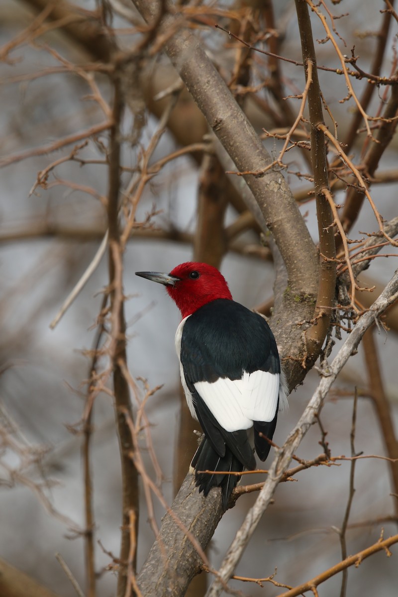 Red-headed Woodpecker - ML618187553