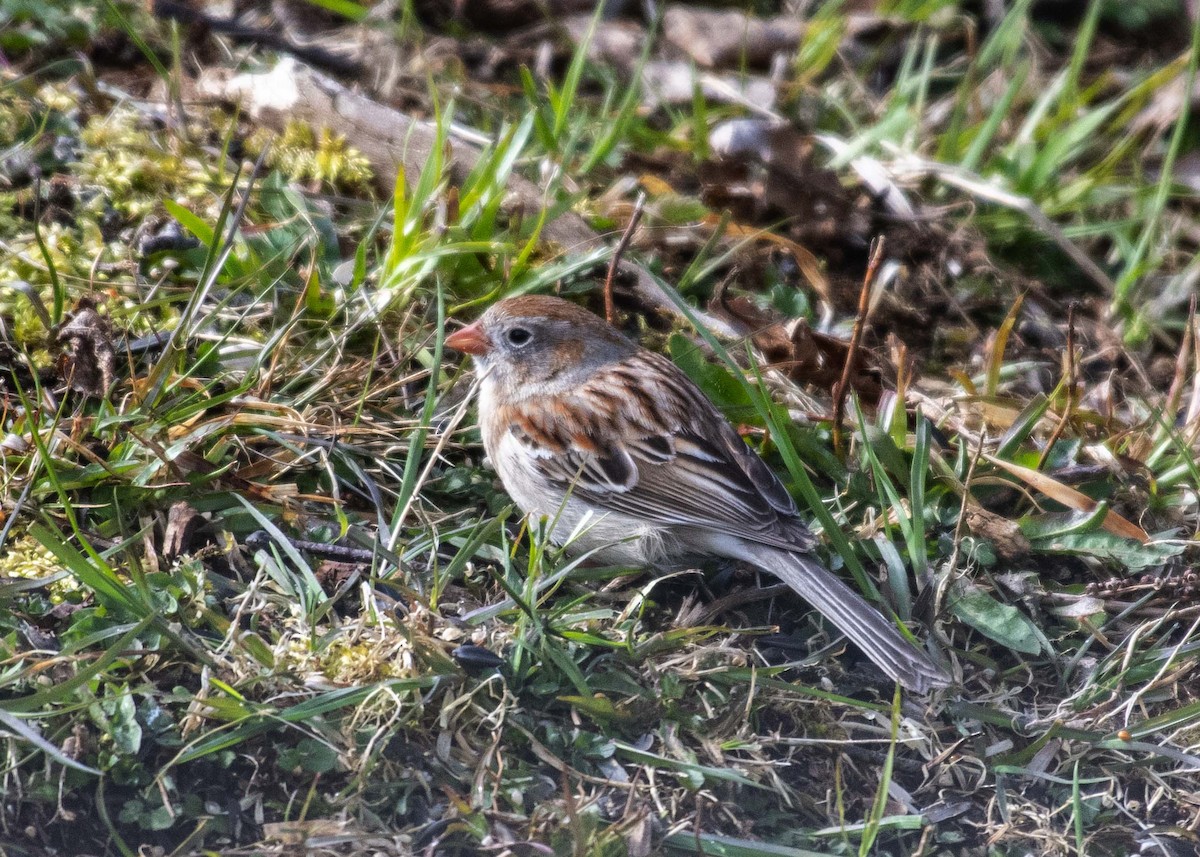 Field Sparrow - Mark Morse