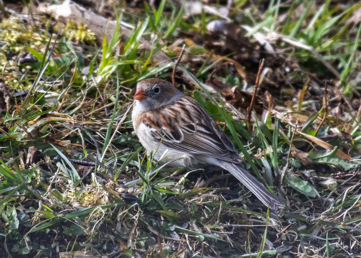 Field Sparrow - ML618187609
