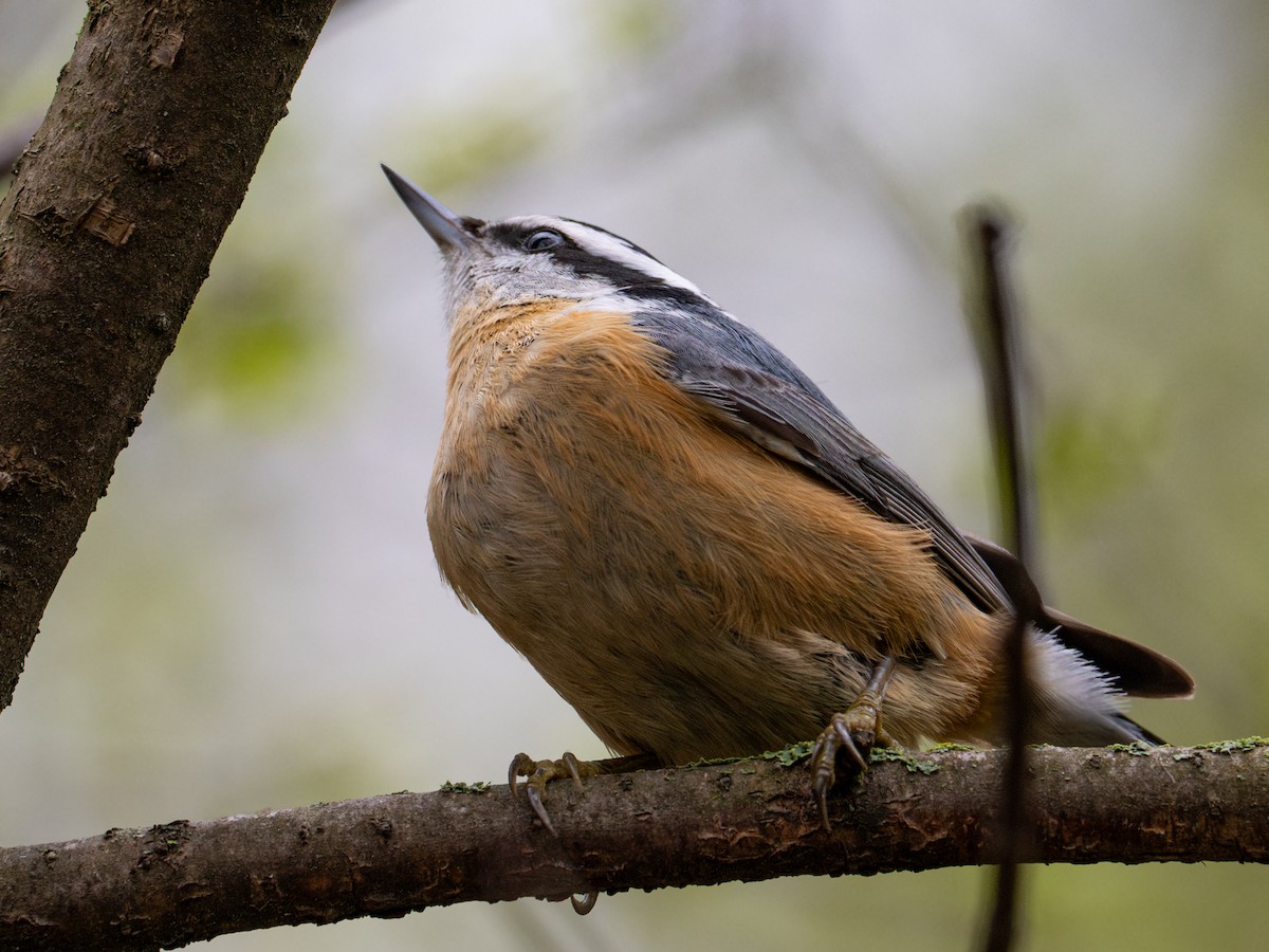Red-breasted Nuthatch - ML618187619