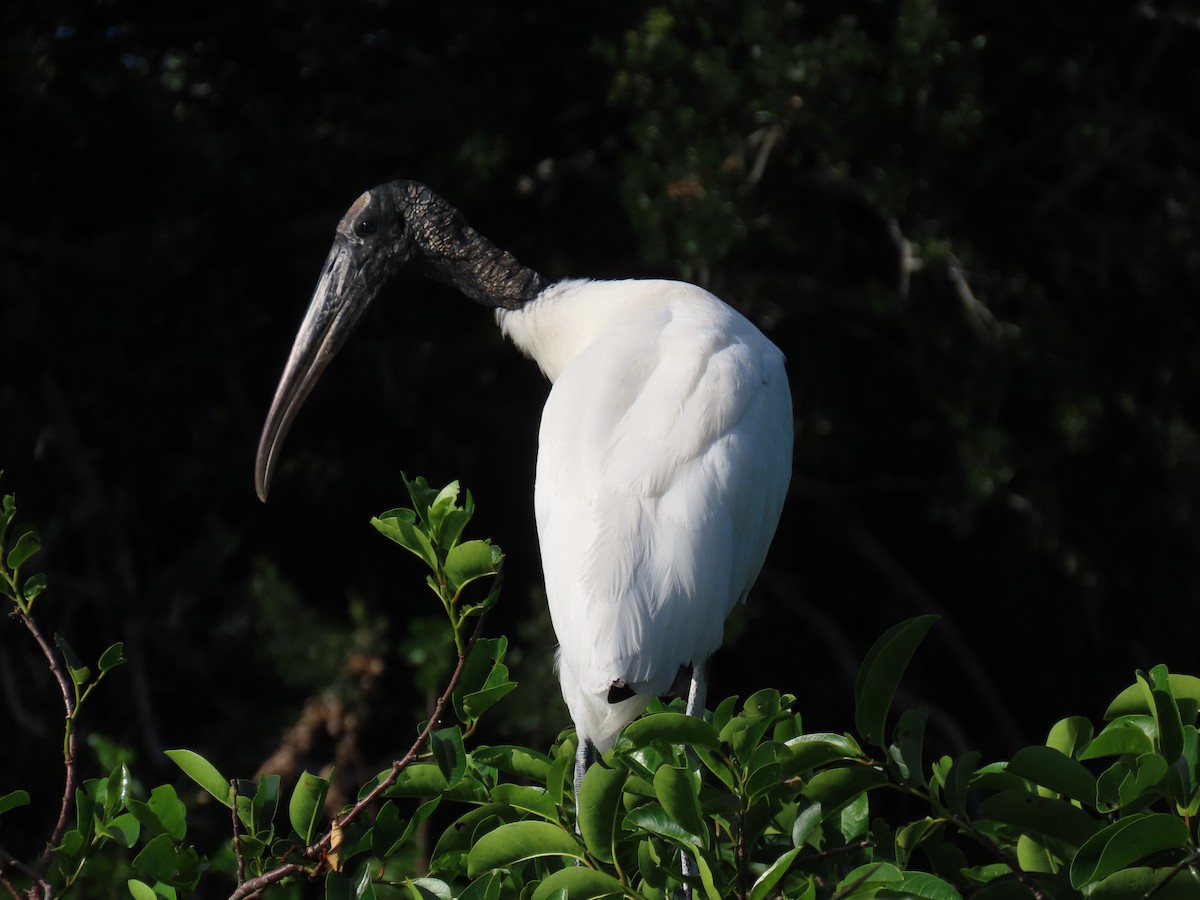 Wood Stork - Laurie Witkin