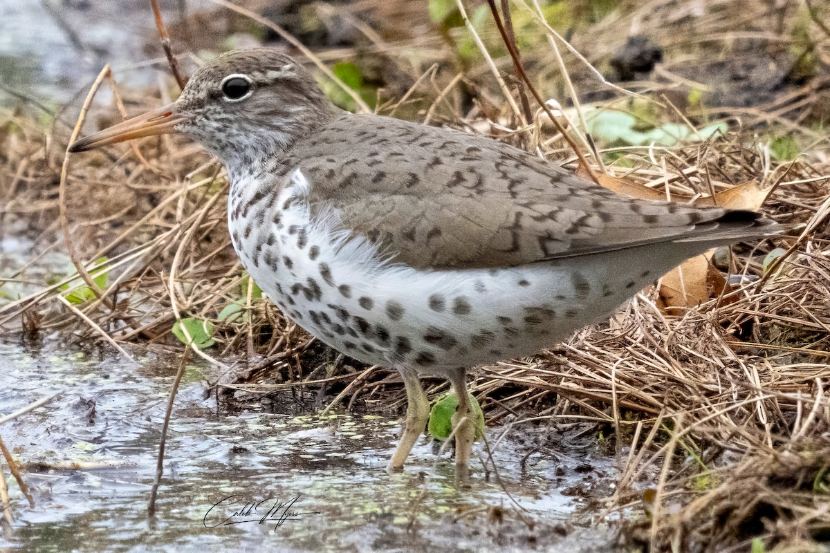 Spotted Sandpiper - Caleb Myers