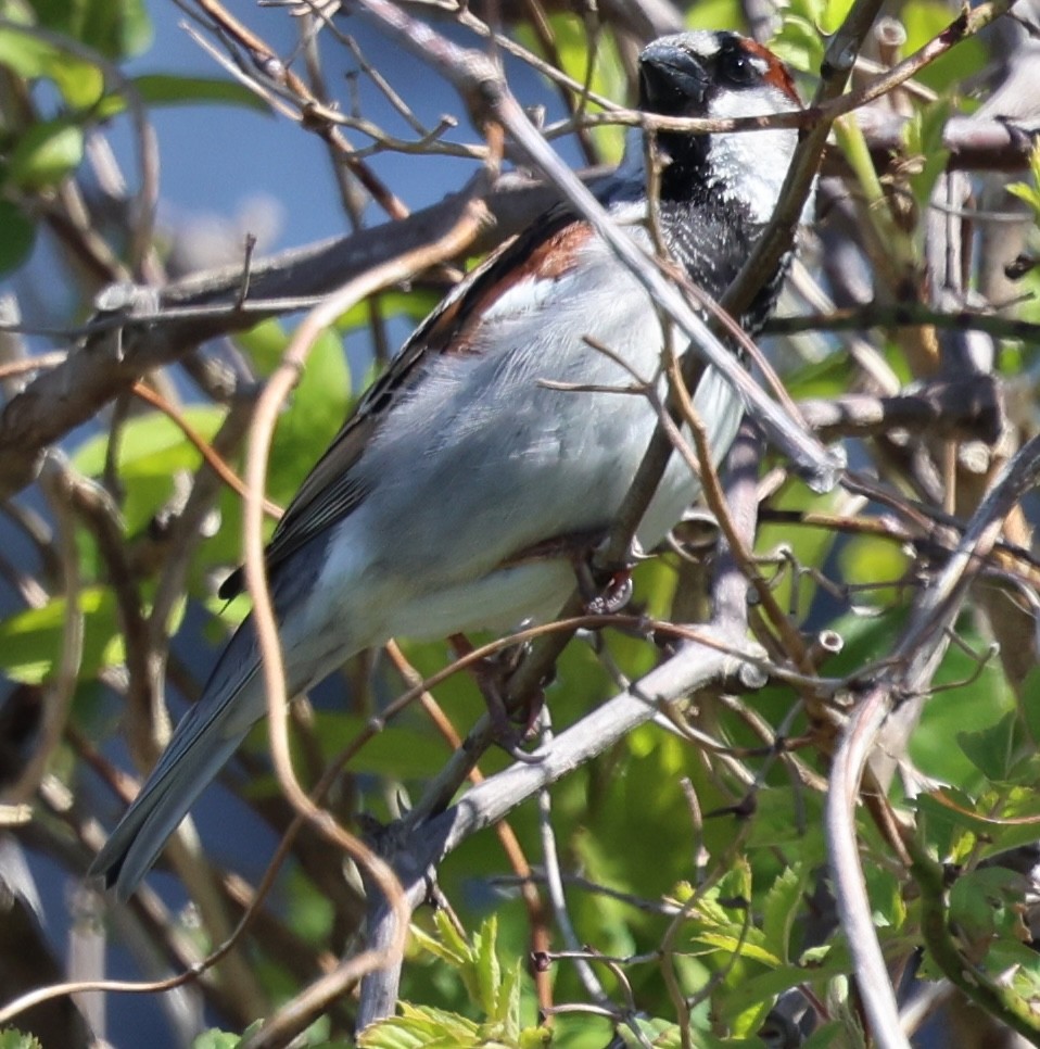 House Sparrow - burton balkind
