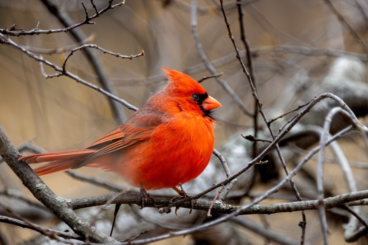 Cardinal rouge - ML618187691