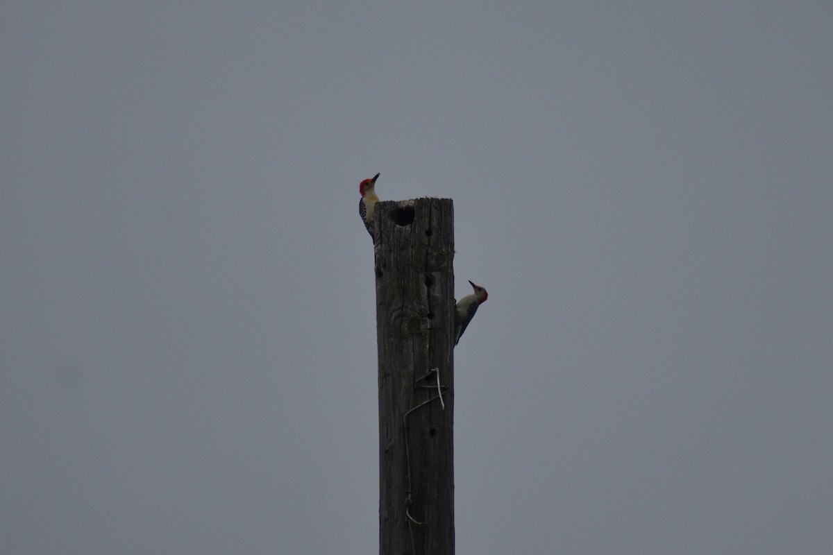 Red-bellied Woodpecker - ML618187693