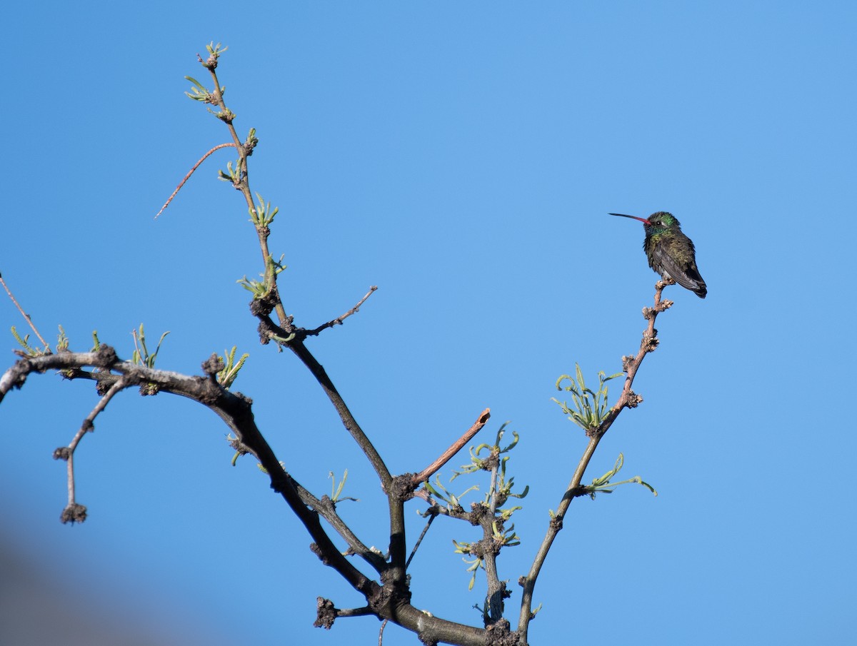kolibřík širokozobý - ML618187694
