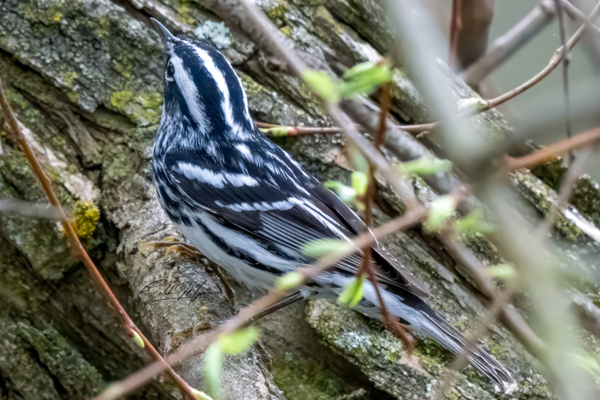Black-and-white Warbler - Caleb Myers