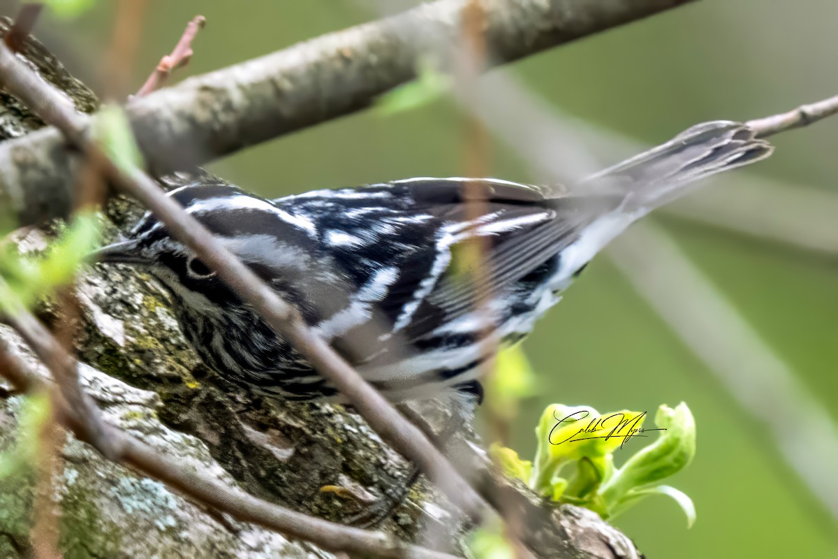Black-and-white Warbler - ML618187697