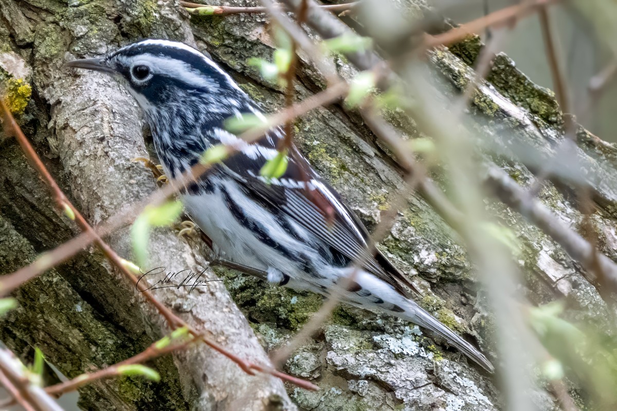 Black-and-white Warbler - ML618187699