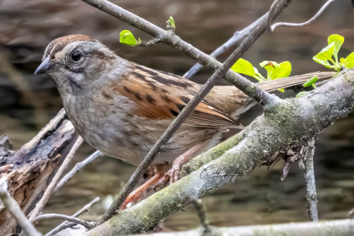Swamp Sparrow - ML618187711