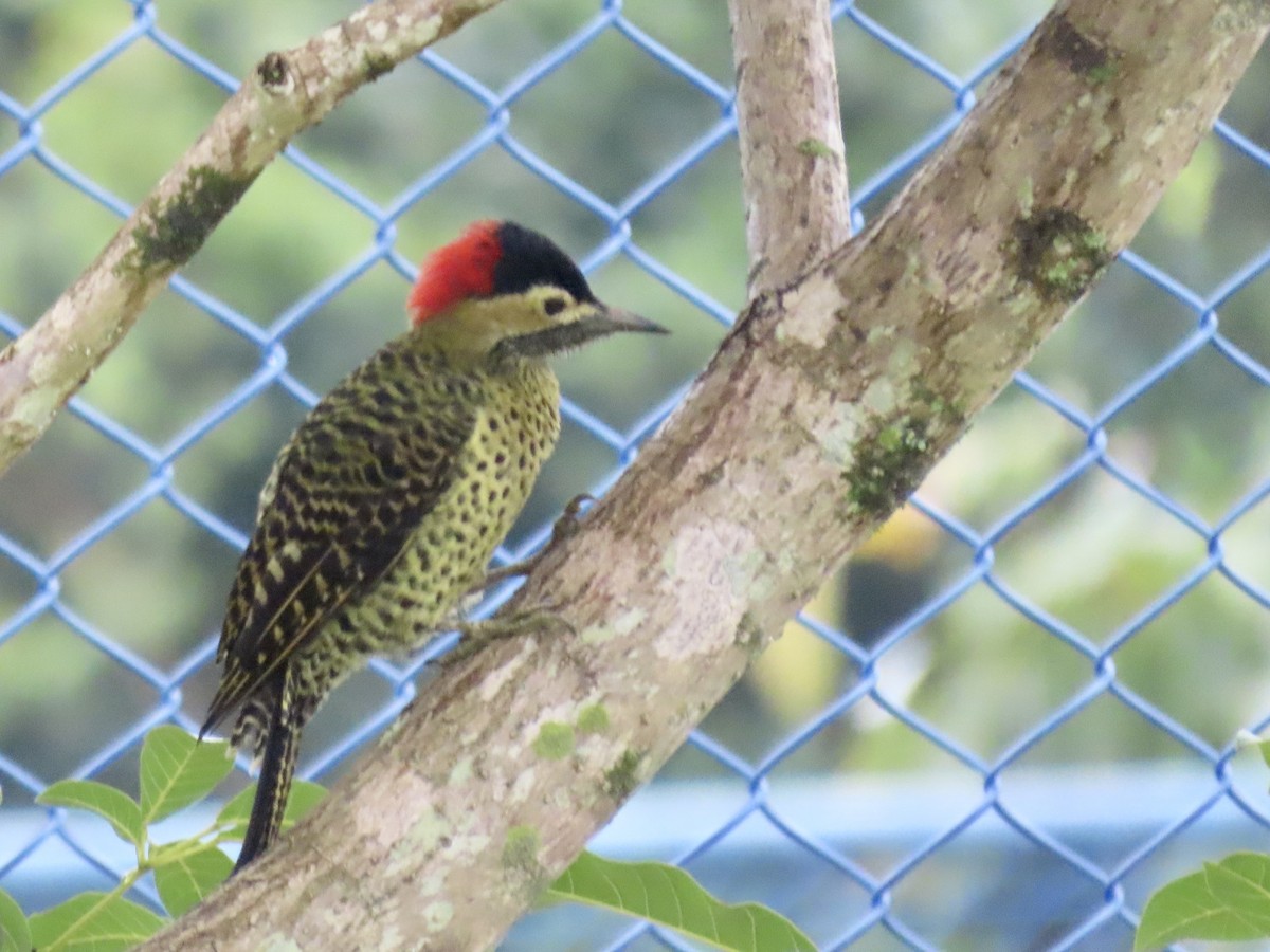Green-barred Woodpecker - ML618187746