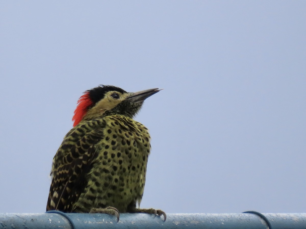 Green-barred Woodpecker - ML618187747