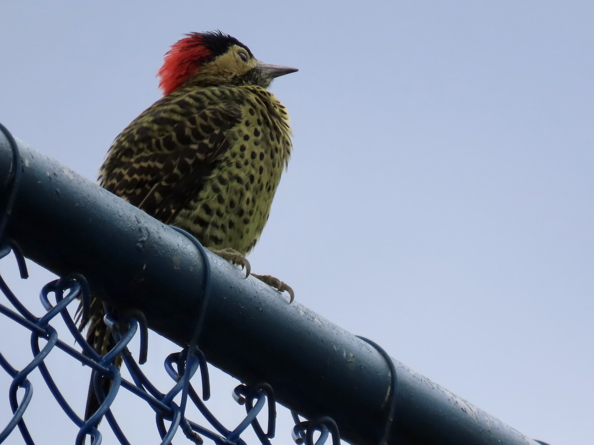 Green-barred Woodpecker - Ines Vasconcelos