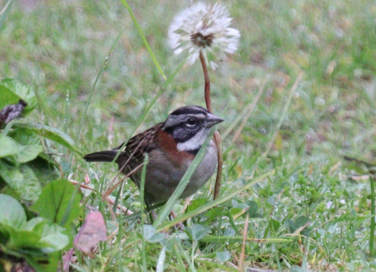 Rufous-collared Sparrow - Julio P