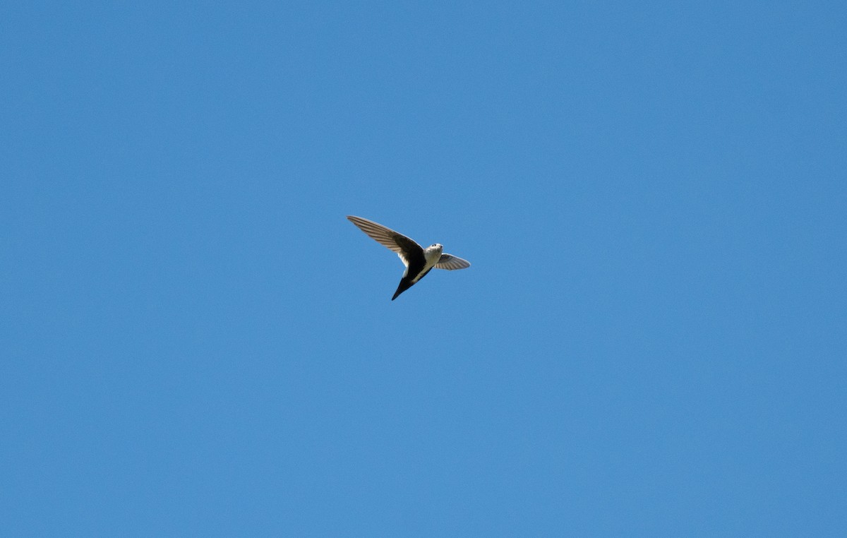White-throated Swift - Henry  Trimpe