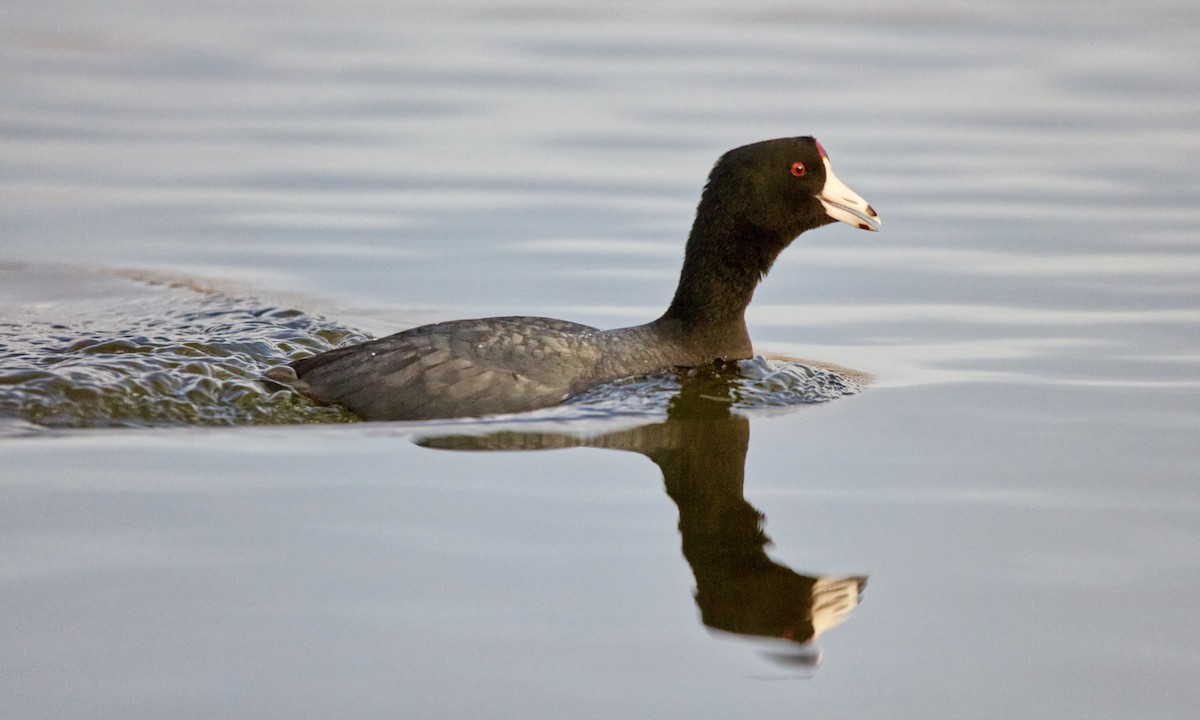 American Coot (Red-shielded) - ML618187826
