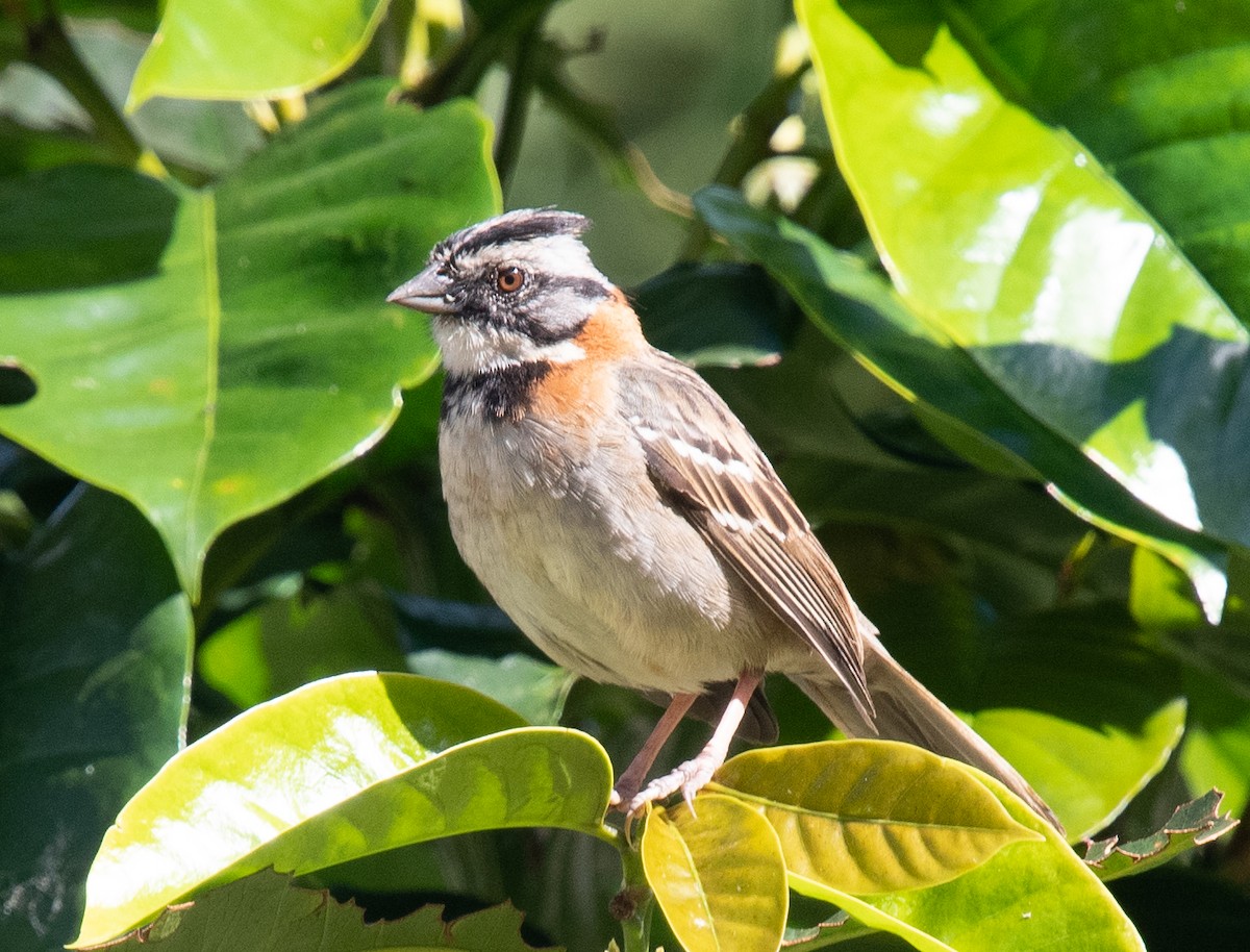 Rufous-collared Sparrow - Mel & Deb Broten