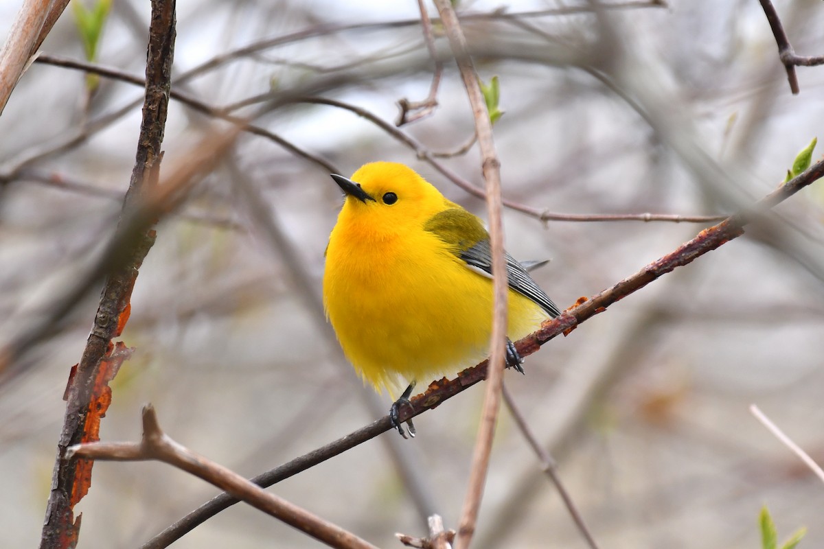 Prothonotary Warbler - ML618187859
