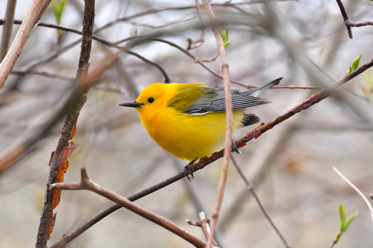 Prothonotary Warbler - ML618187860