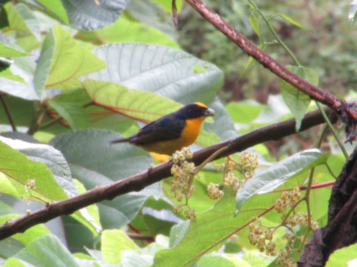 Thick-billed Euphonia - Angie Paola Salazar