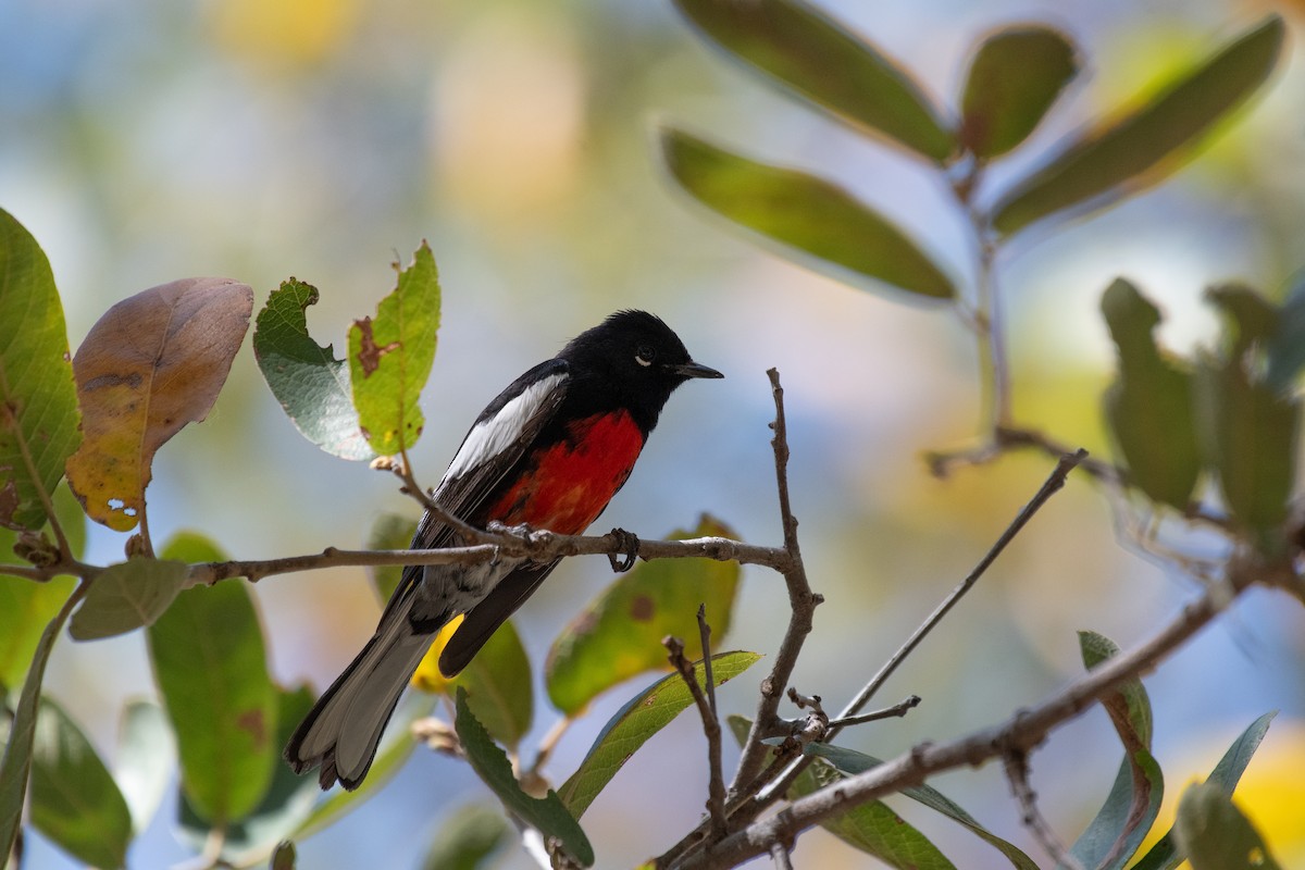 Painted Redstart - Henry  Trimpe