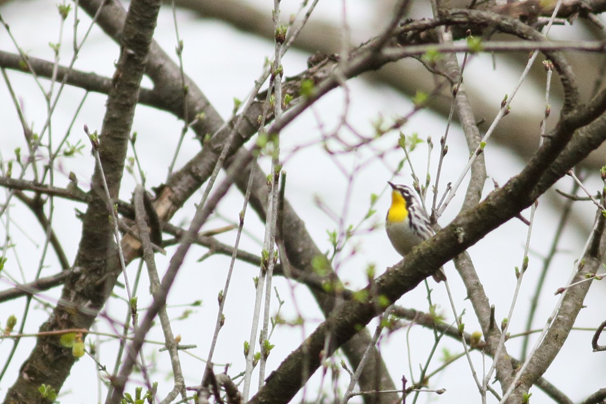 Yellow-throated Warbler - ML618187885