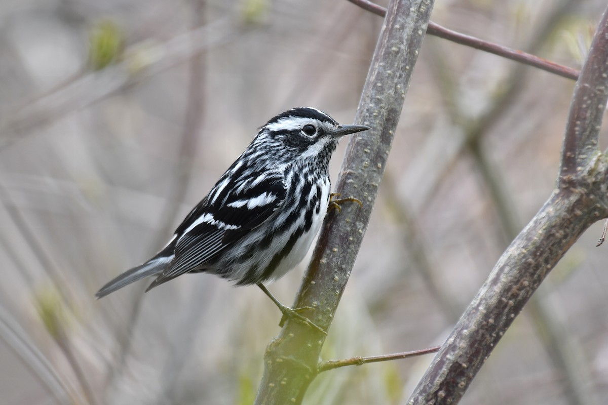 Black-and-white Warbler - ML618187886