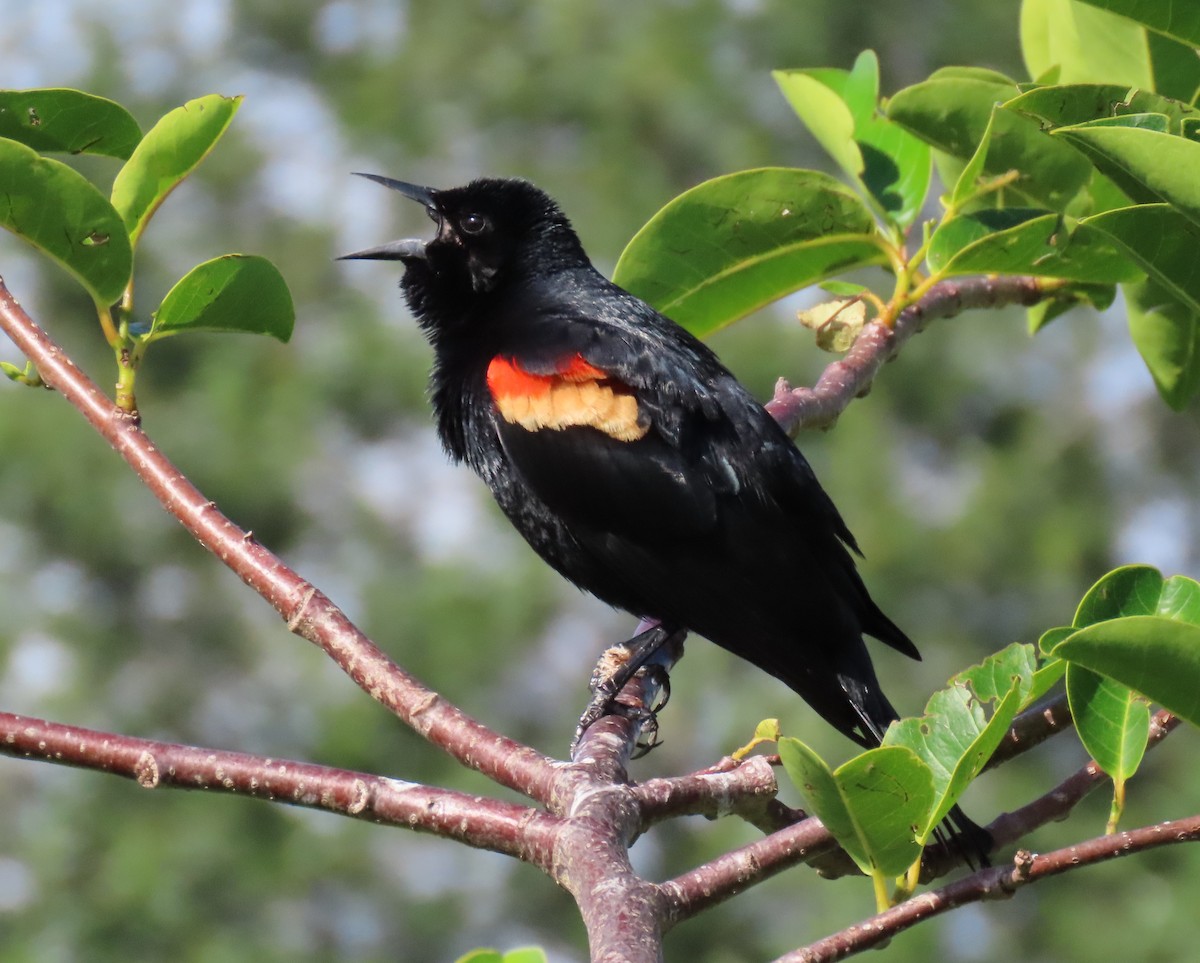Red-winged Blackbird - ML618187899