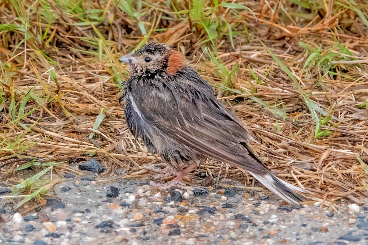 Chestnut-collared Longspur - Donald Sutherland