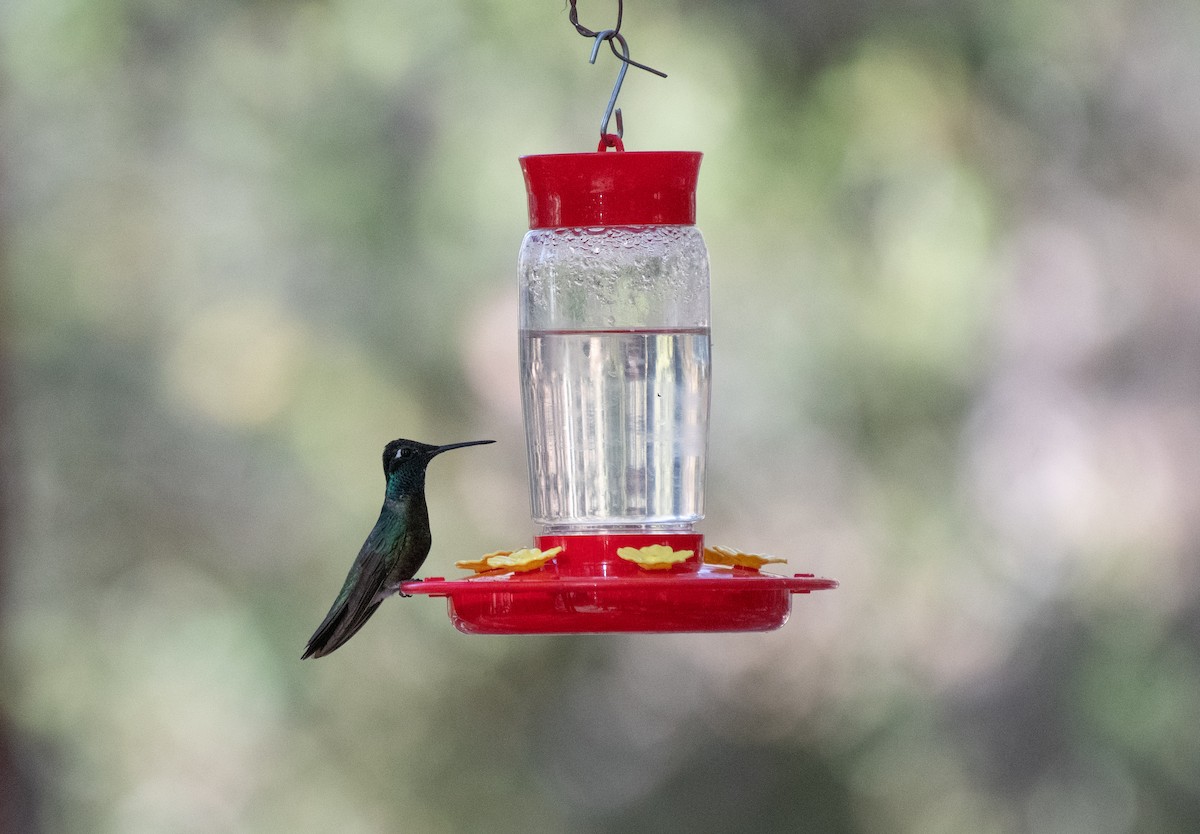 Rivoli's Hummingbird - ML618187904