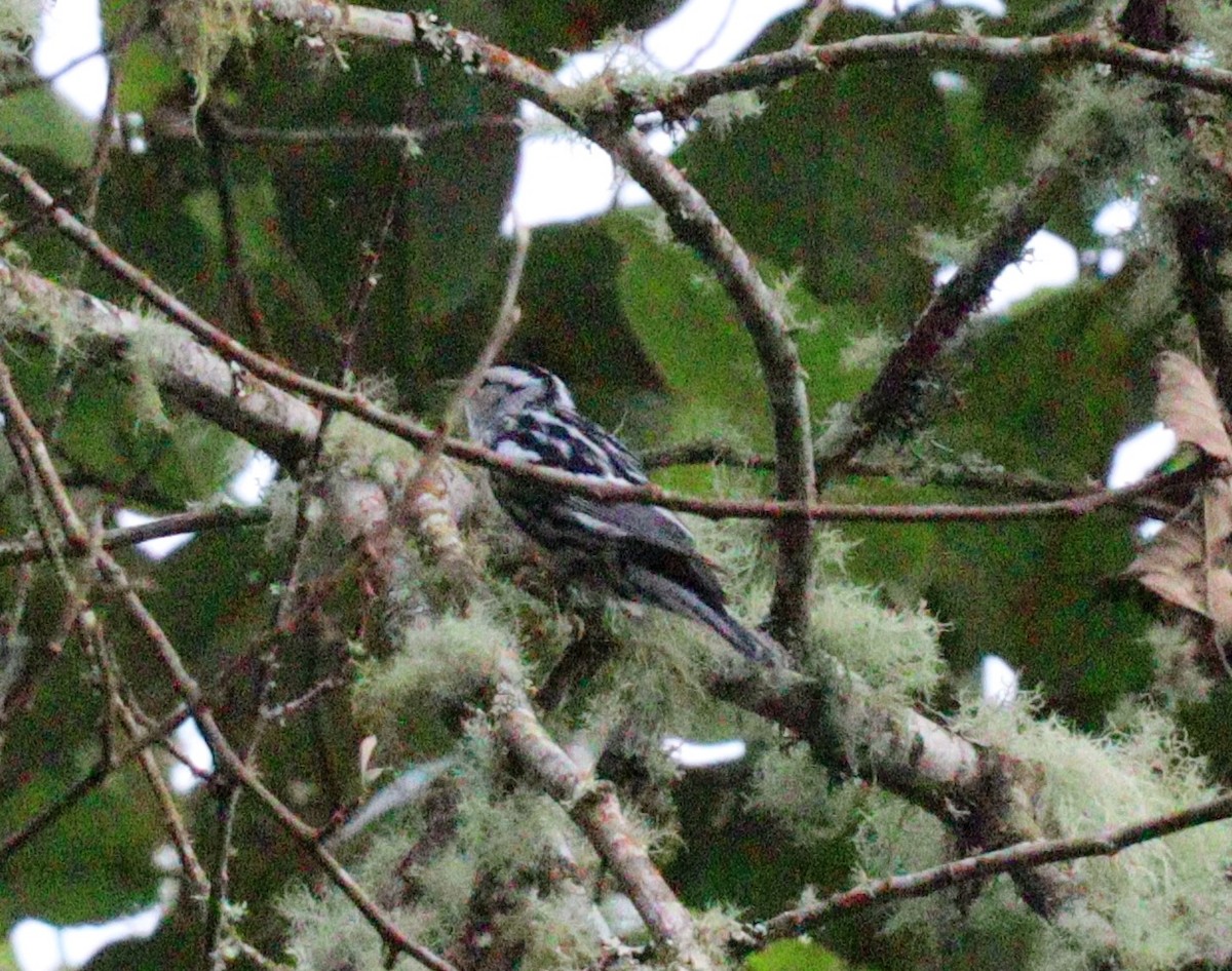 Black-and-white Warbler - ML618187906