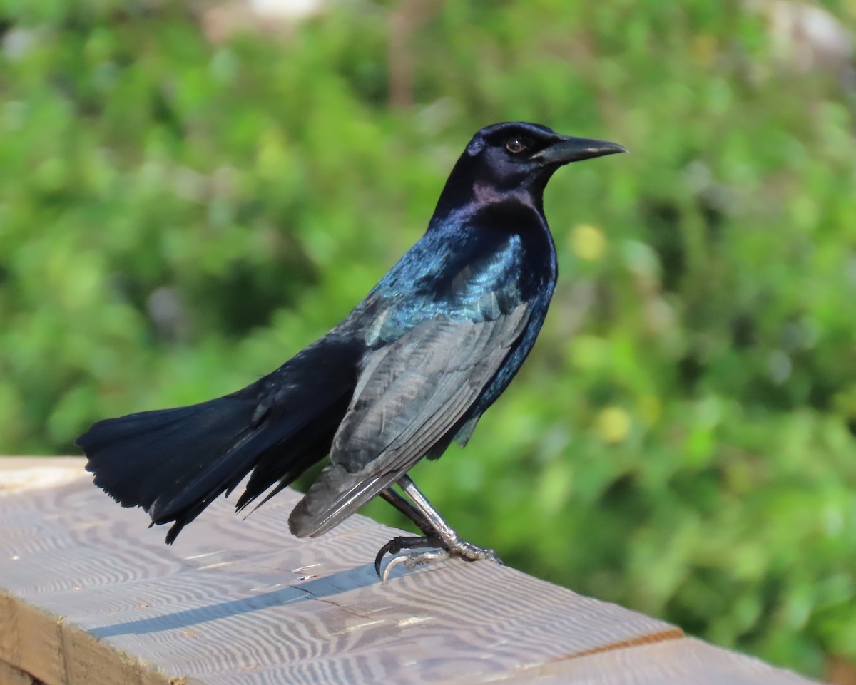 Boat-tailed Grackle - ML618187922
