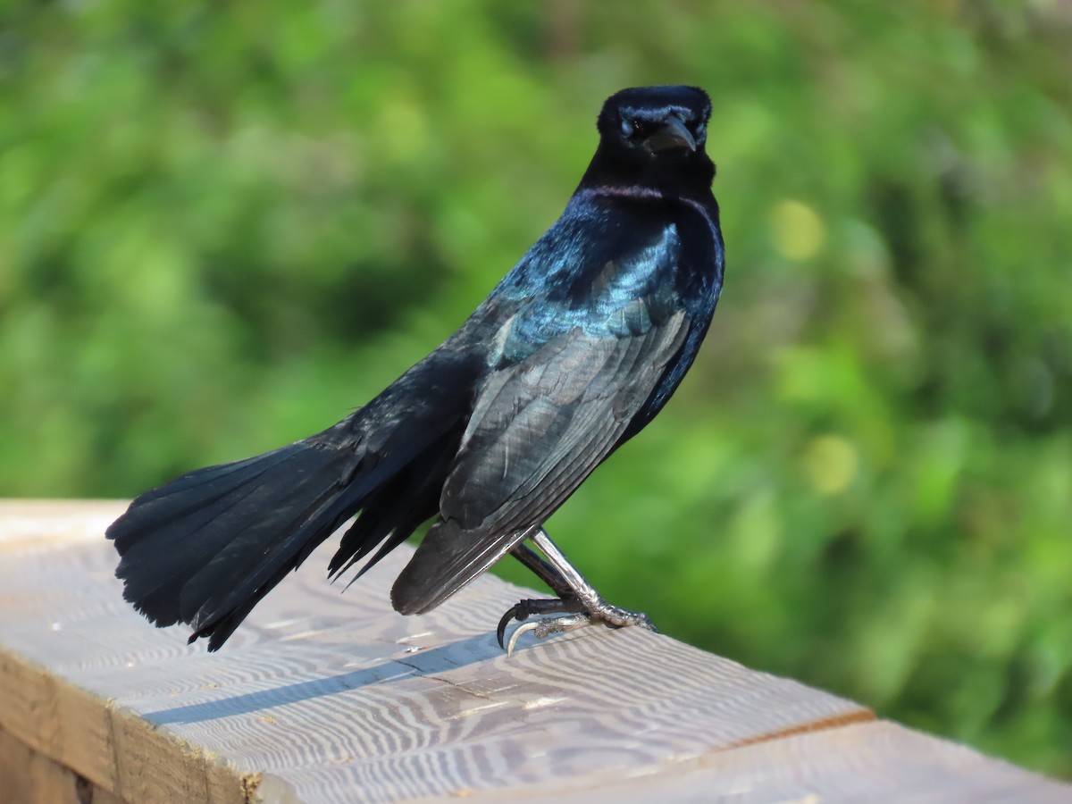 Boat-tailed Grackle - ML618187926