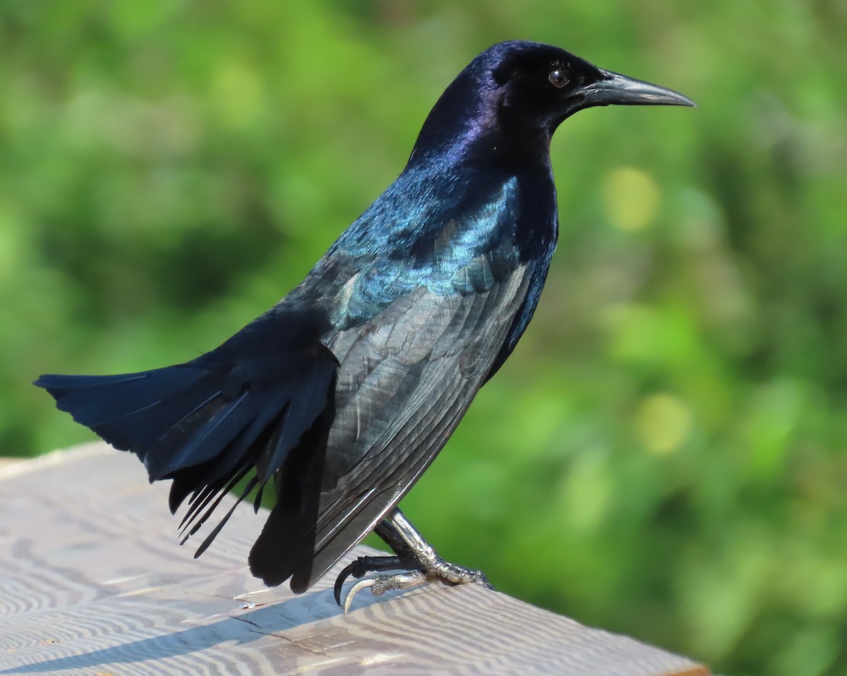 Boat-tailed Grackle - ML618187930