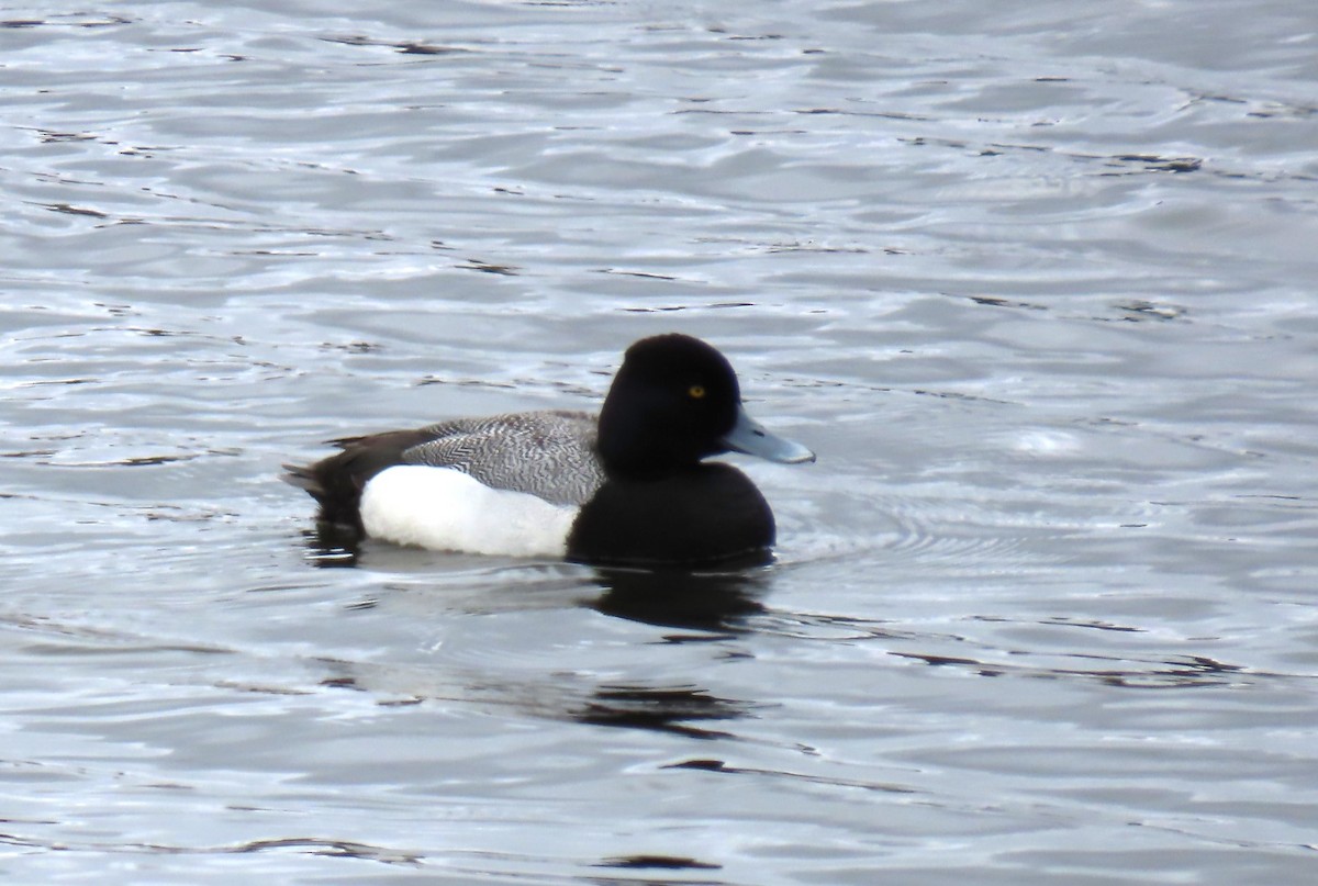 Greater/Lesser Scaup - ML618188015