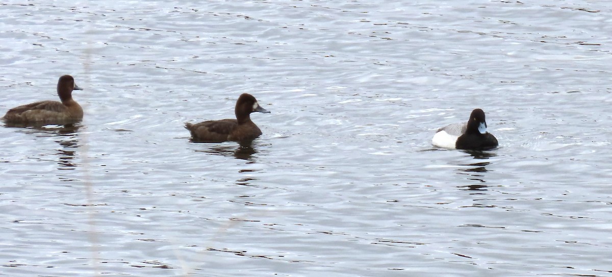Greater/Lesser Scaup - ML618188016