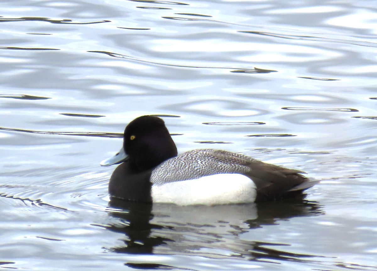 Greater/Lesser Scaup - Maryse Lessard