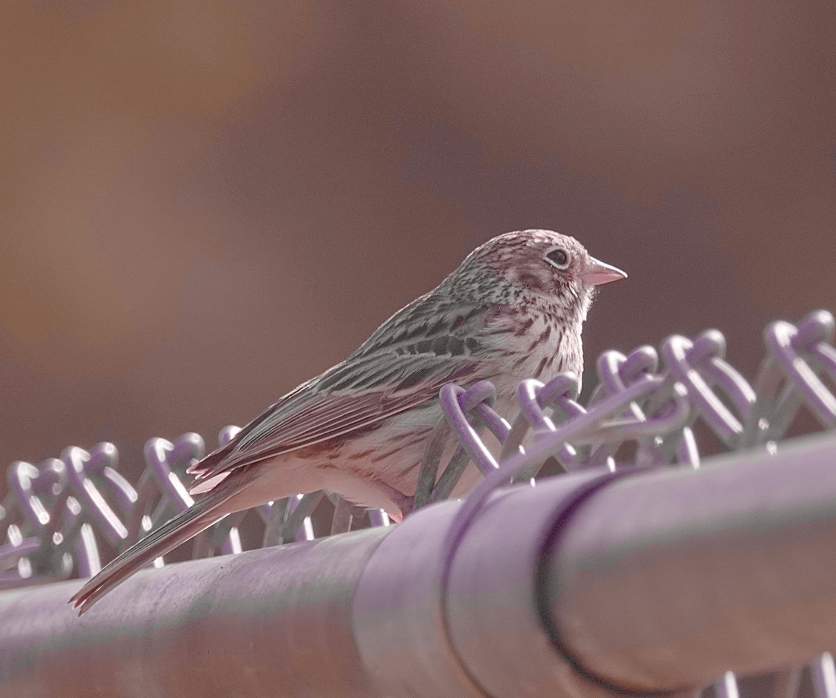 Vesper Sparrow - maxine reid