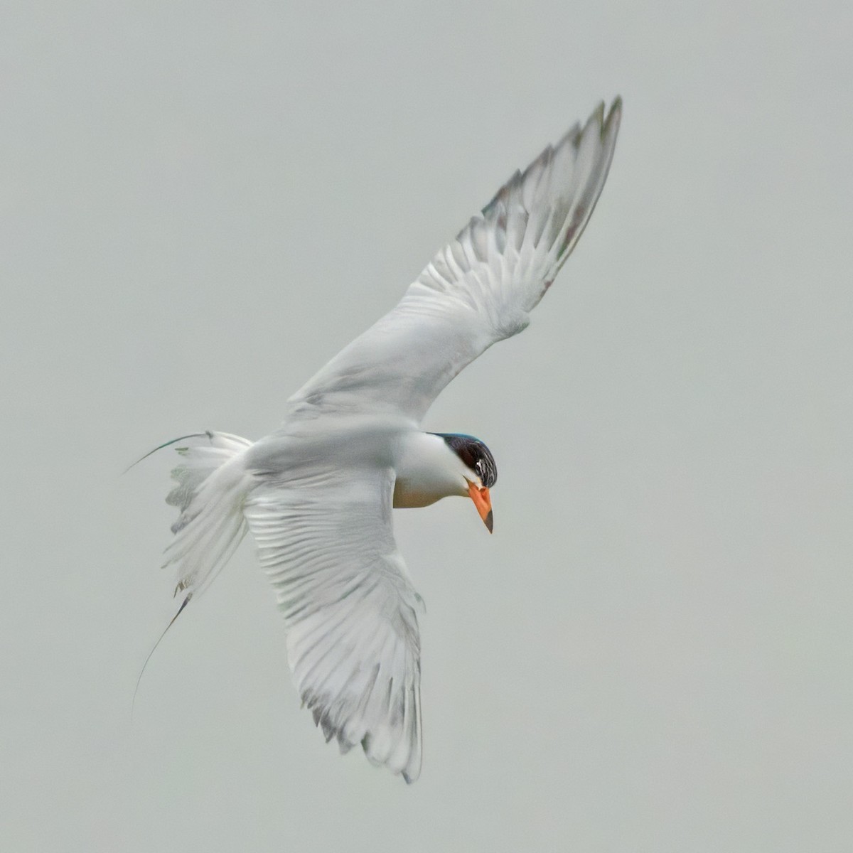 Forster's Tern - Donald Sutherland