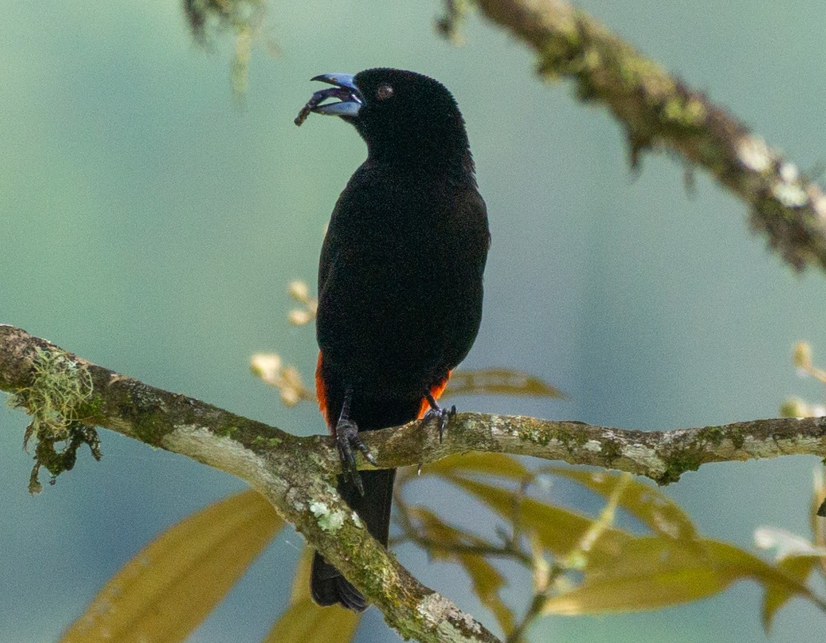 Scarlet-rumped Tanager - ML618188074