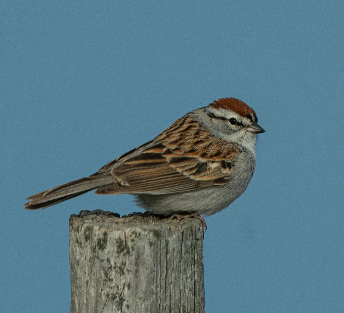 Chipping Sparrow - Meg Barron