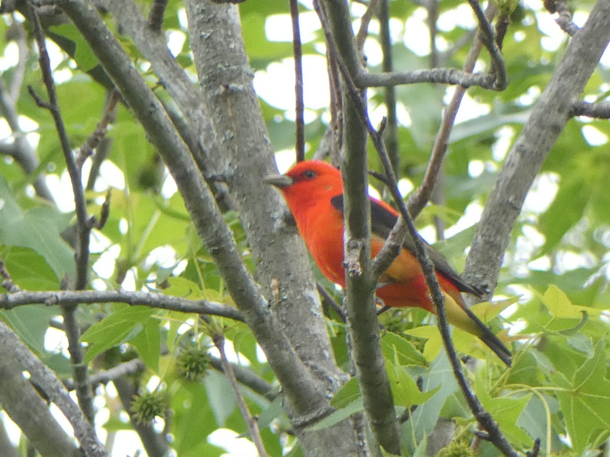 Scarlet Tanager - ML618188097