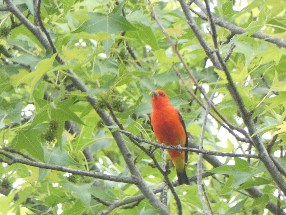 Scarlet Tanager - ML618188109