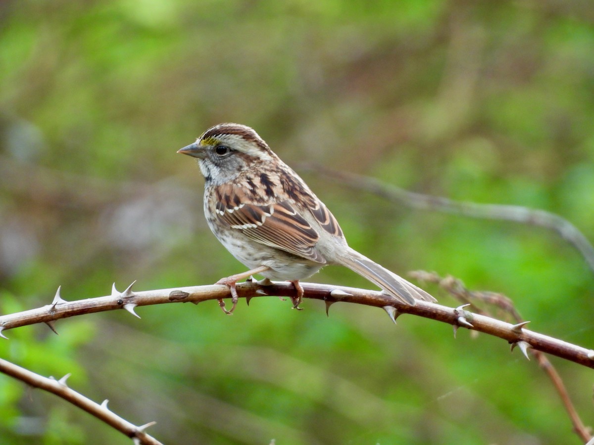 White-throated Sparrow - Jeff Bilsky