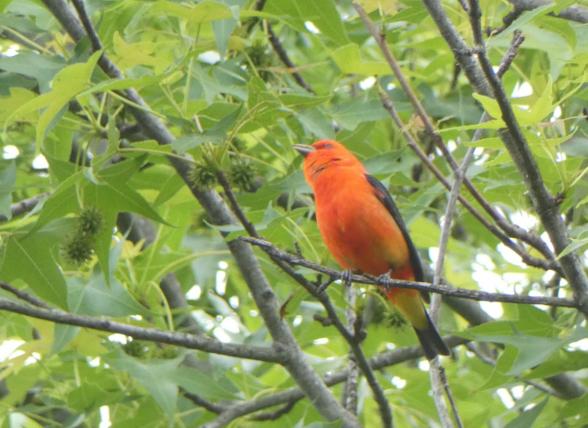 Scarlet Tanager - ML618188111
