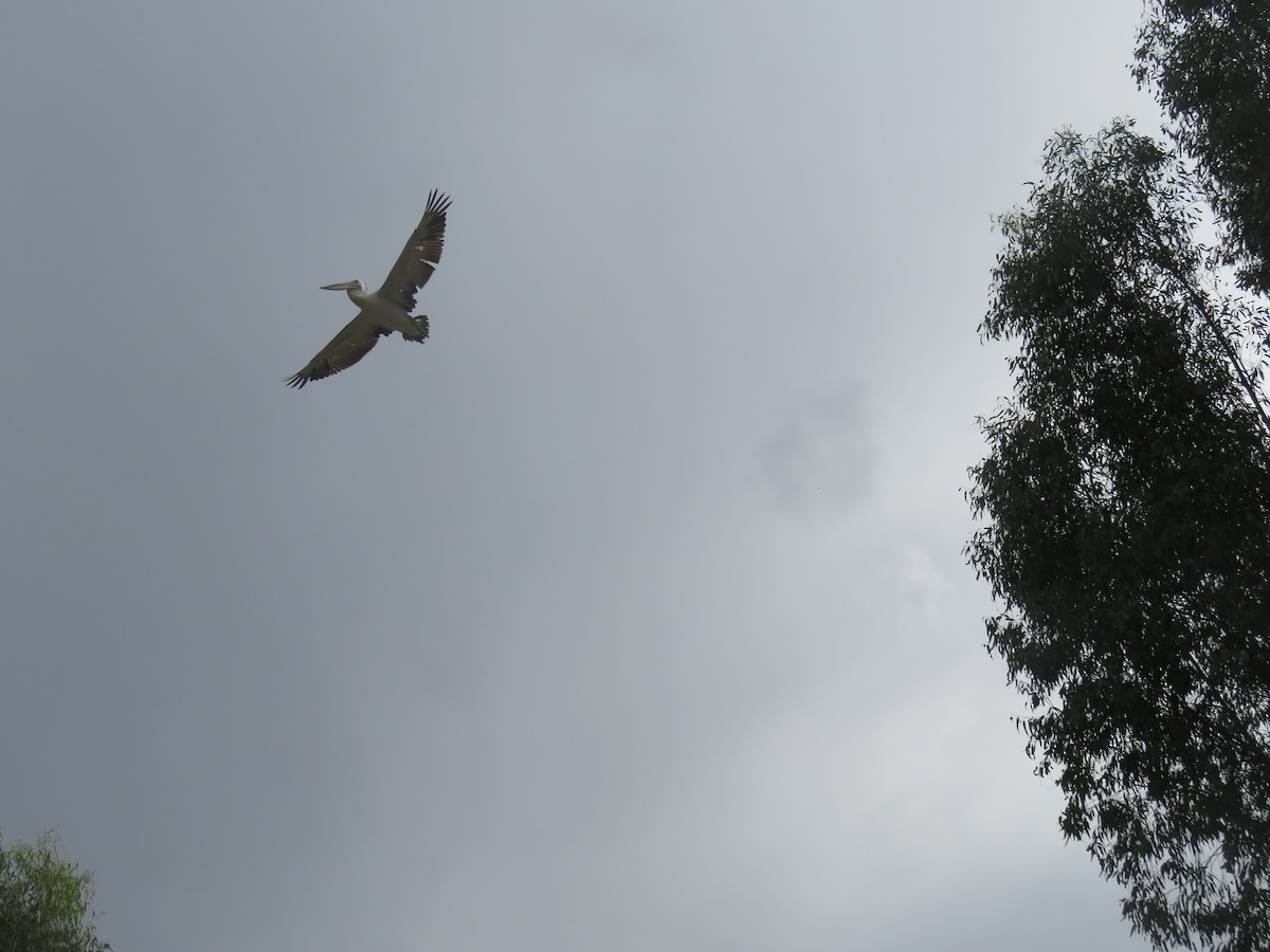 Австралийский пеликан - ML618188139