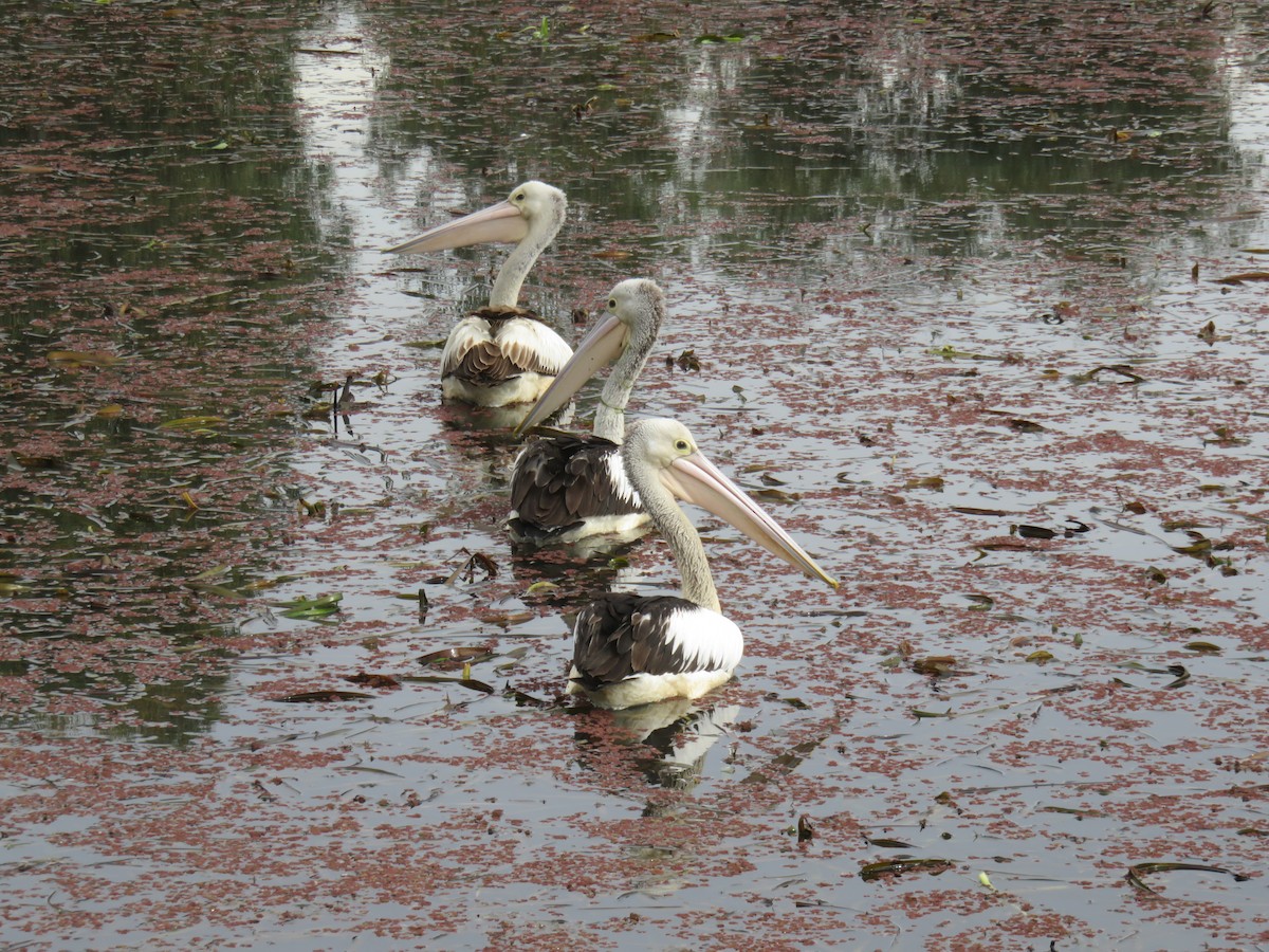 pelikán australský - ML618188140