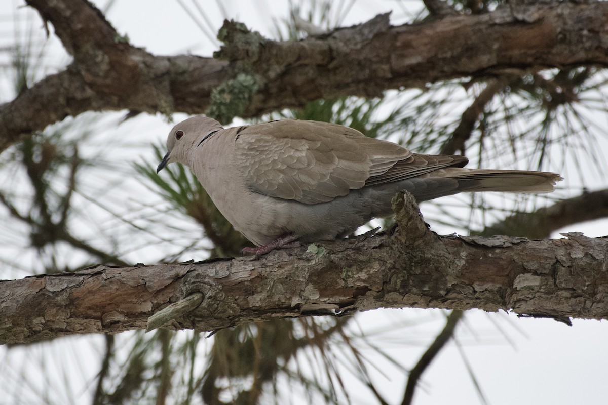 Eurasian Collared-Dove - ML618188149