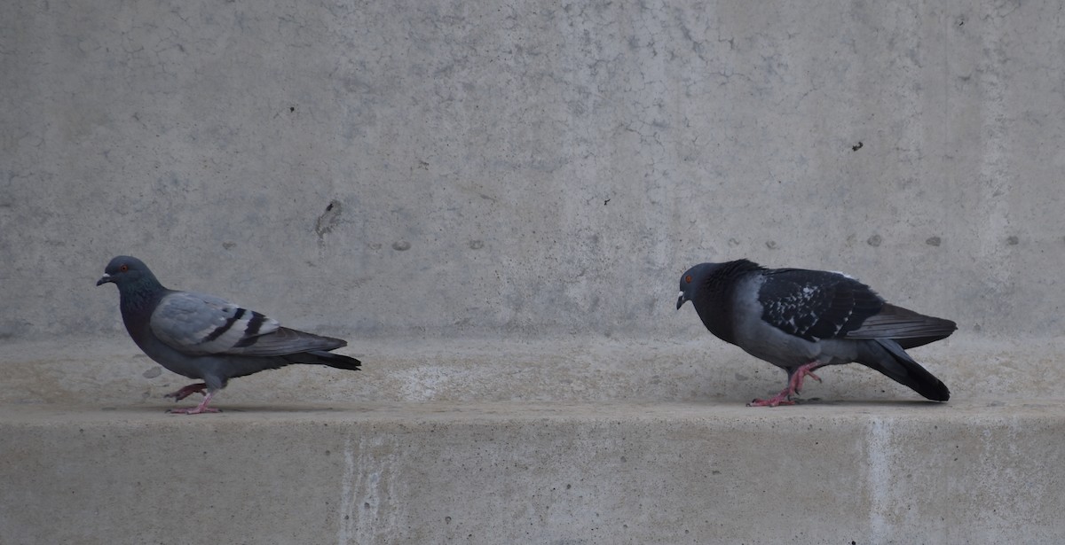 Rock Pigeon (Feral Pigeon) - Sheryl Johnson